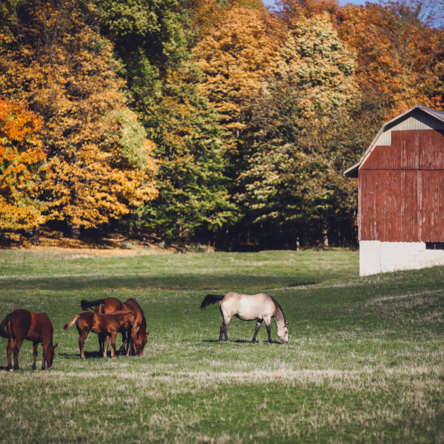 Inthe Country What's The Best Way To Escape To A Life In The Country? - Reviews by Kathy