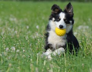border collie running with ball