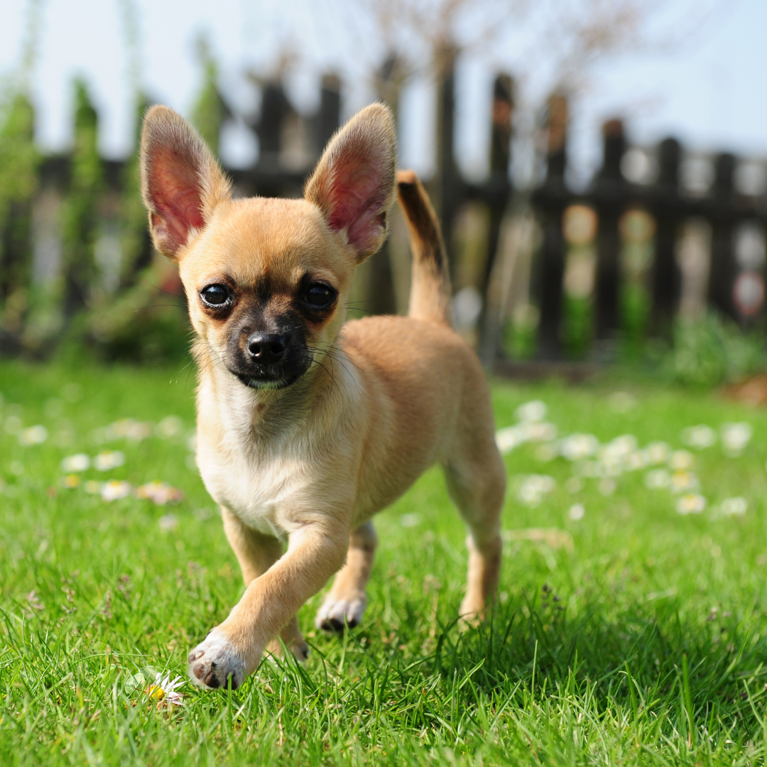 4 Reasons Small Canines Are The Dogs!
