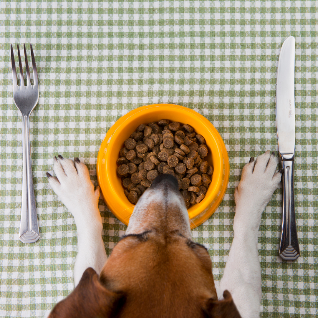How to Find the Right Diet for Your Dog