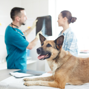 Where Should You Go for Advice About Your Pet's Health?