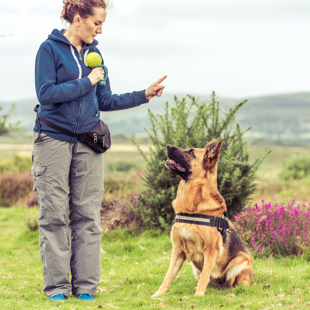 Tips To Help Make Your Dog More Obedient