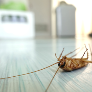 5 Bugs That Can Infest Your Home And How To Get Rid Of Them