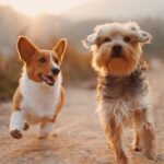 Signs That Your Dog May Be Getting Too Much Exercise