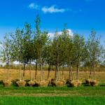 Plant Paradise: The Perfect Guide to Creating a Tree-Haven