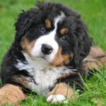 4 Possible Reasons Your Dog Is Low On Energy