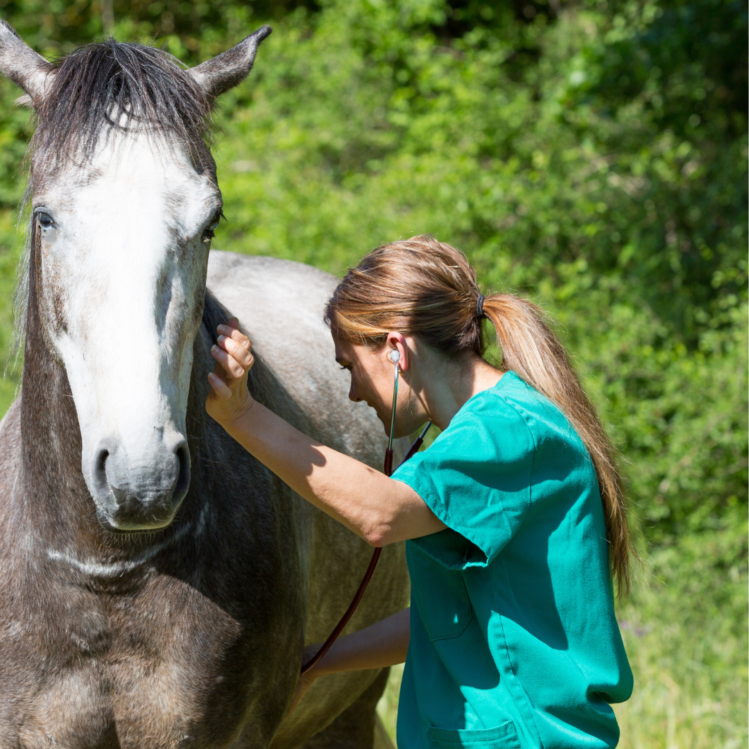 Do You Have What It Takes For A Career In Veterinary Medicine?