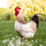 Homestead raising chickens and planting fruit trees