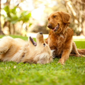 Keeping Your Dog's Immune System Strong