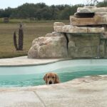 5 Tips while training a Golden Retriever Hunting Dog