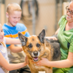 Messy Mutt: Keeping Life Clean When You Adopt A Dog