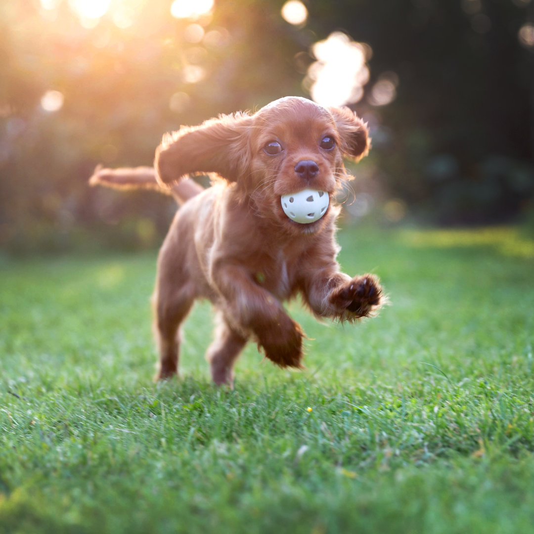 Essential Tips To Keep Your Puppy Healthy