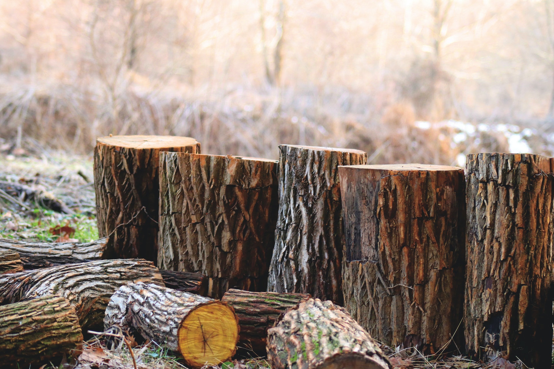Storing and Handling Dried Logs: Tips for Maintaining Quality