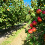 Harvesting Texas Bounty A Guide to Planting Fruit Trees in the Lone Star State
