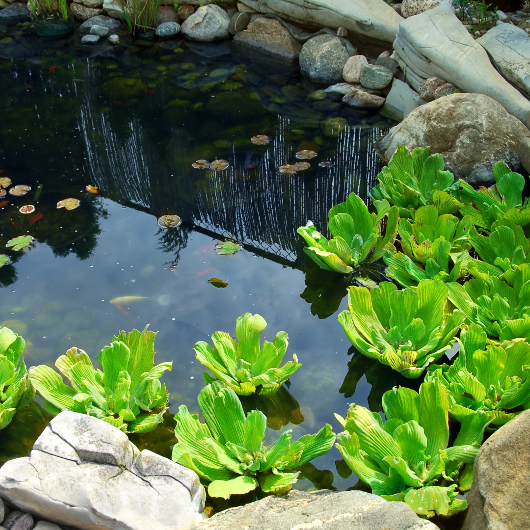 A Beginner's Guide to Building a Wildlife Pond