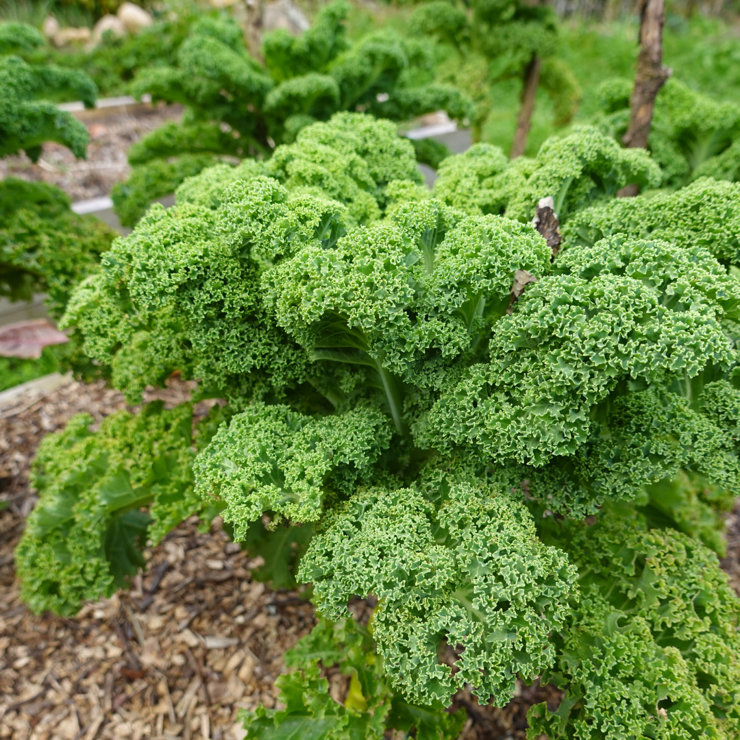 Kale Chronicles From Planting to Plate