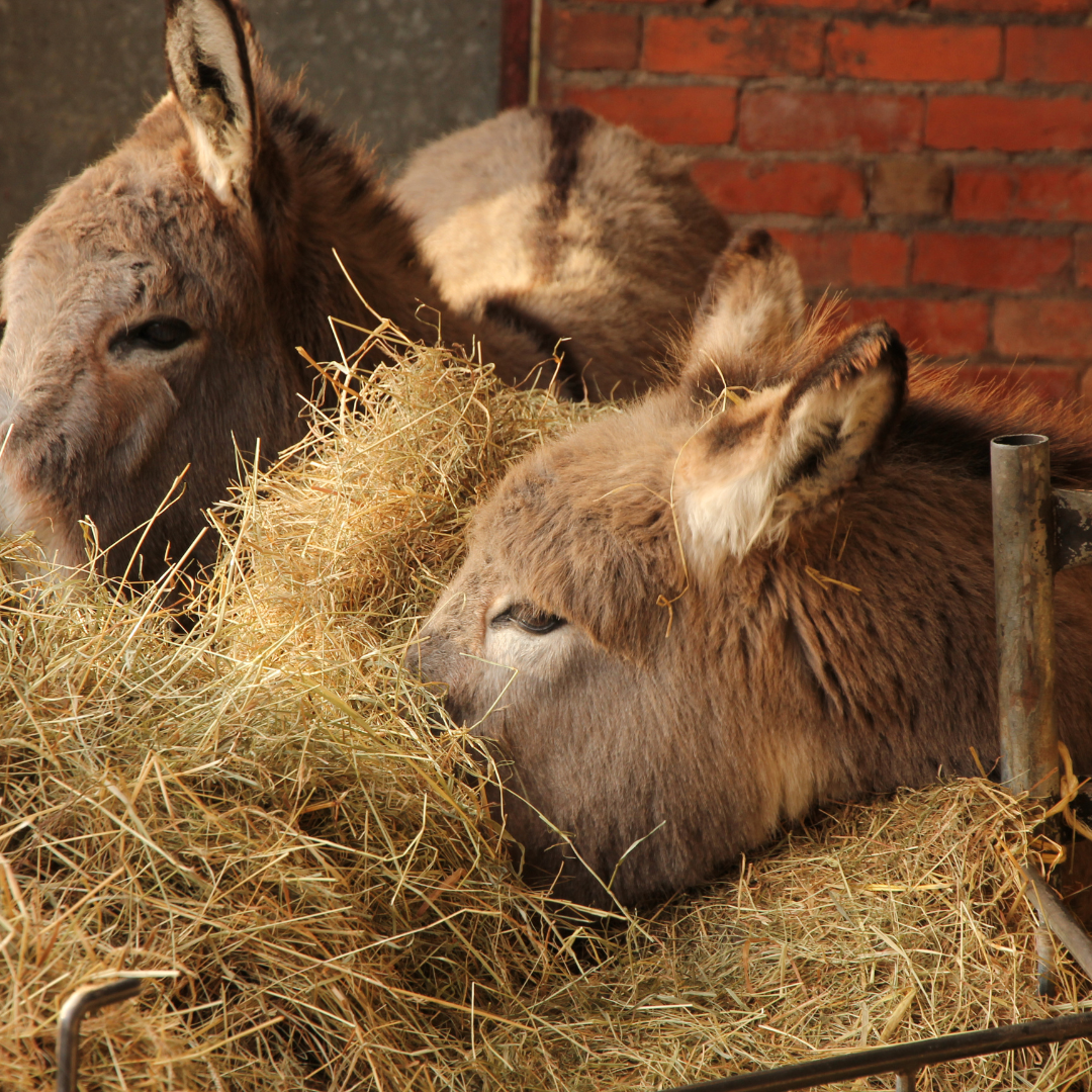 Your Ultimate Guide to Donkey Care and Companionship