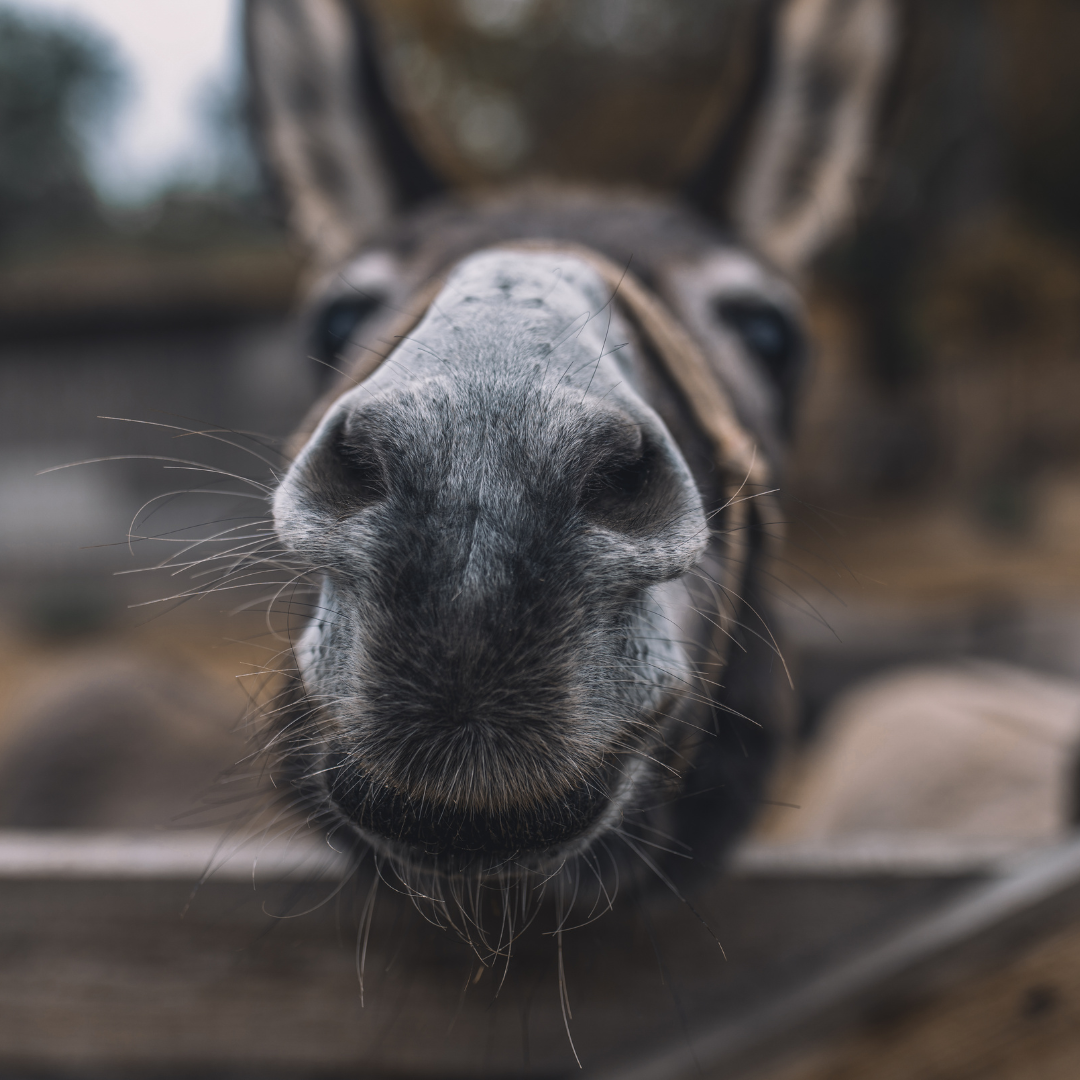 Your Ultimate Guide to Donkey Care and Companionship