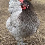 Raising Chickens: A Beginner’s Journey to Farm Fresh Living