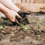 4 Ways Your Healthy Veggie Garden Could Be Attracting Rodents