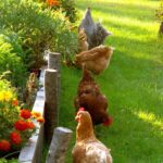 Simple Homesteading Ideas for Beginners: Grow Food, Save Money, and Live a Self-Sufficient Life
