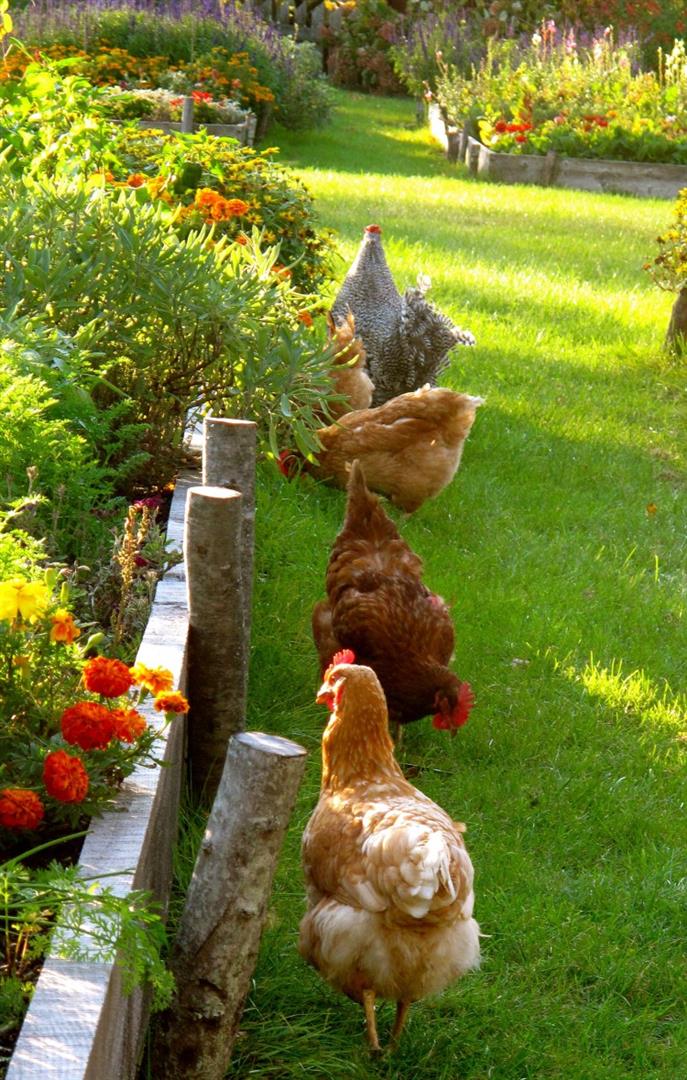 Simple Homesteading Ideas for Beginners: Grow Food, Save Money, and Live a Self-Sufficient Life