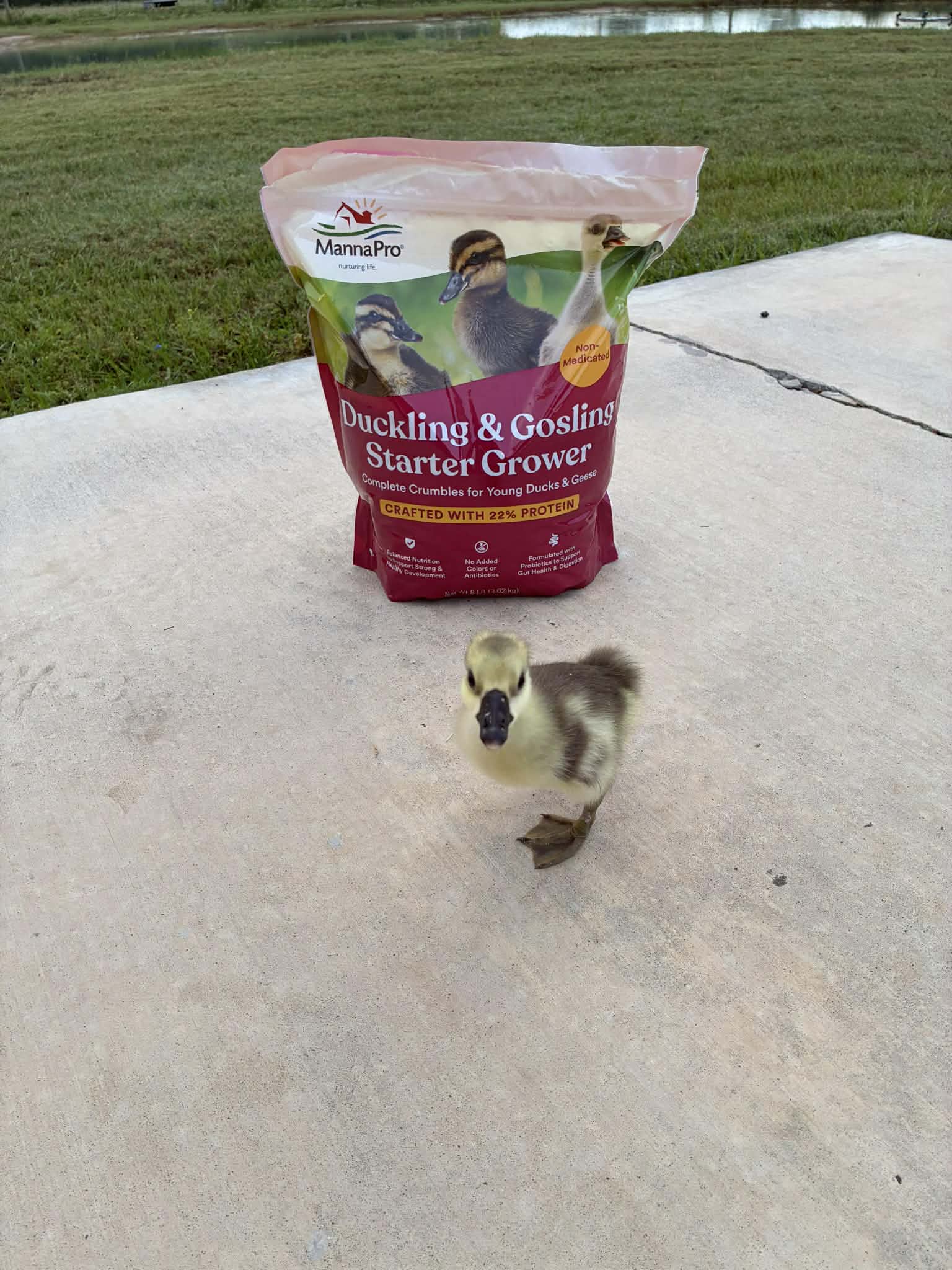 Why We Feed This Starter Grower to Our Baby Geese and Chicks
