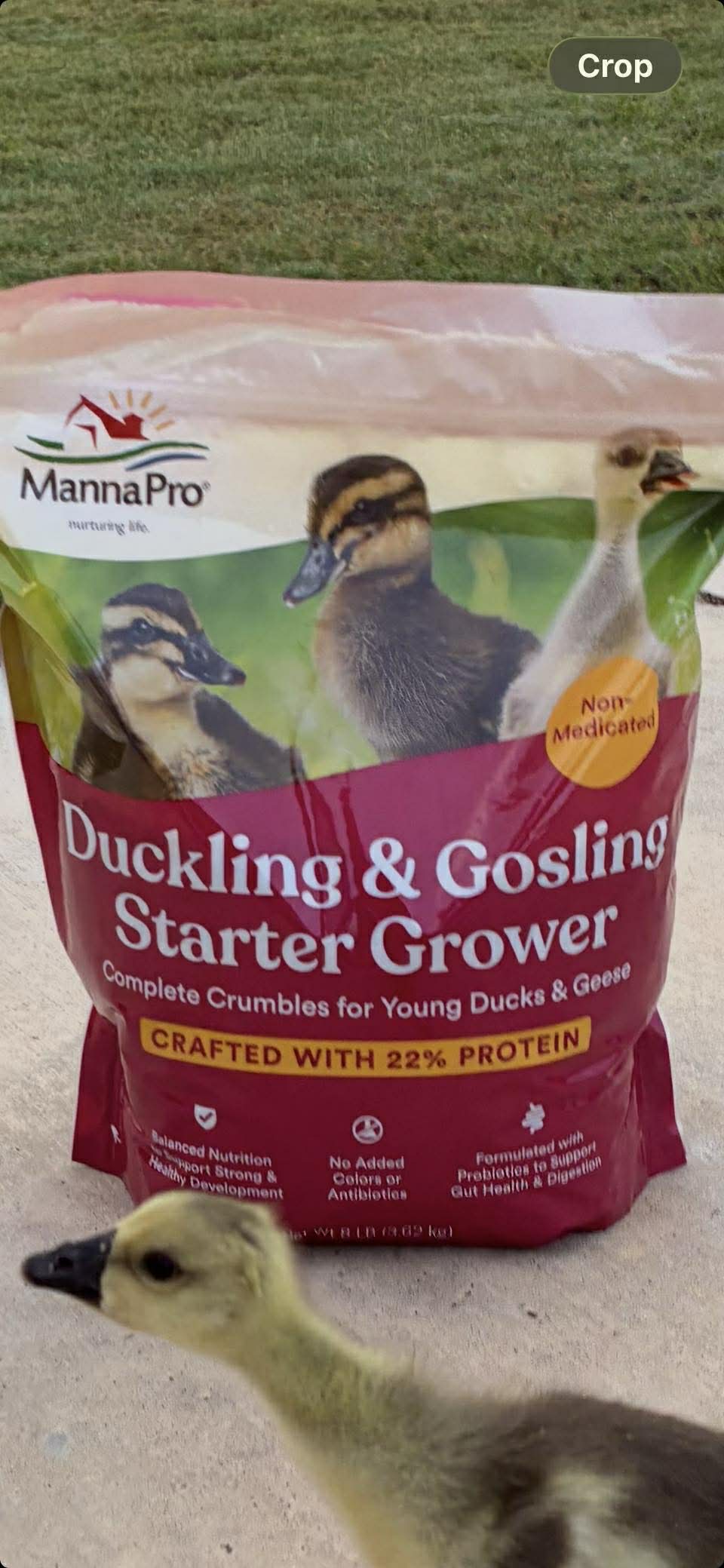 Why We Feed This Starter Grower to Our Baby Geese and Chicks